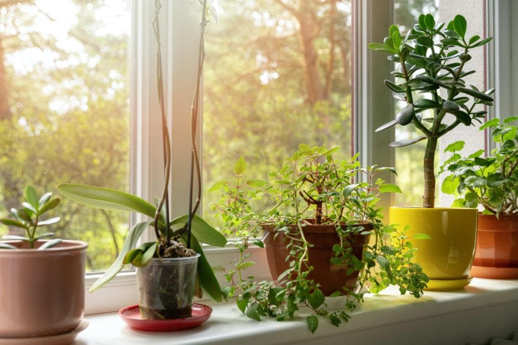 Indoor Plants and Their Qualities